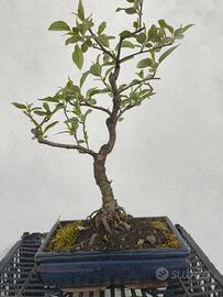 bonsai