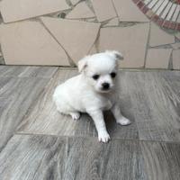 Chihuahua toy