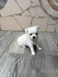 Chihuahua toy