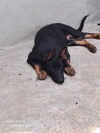 Cucciolo pastore tedesco