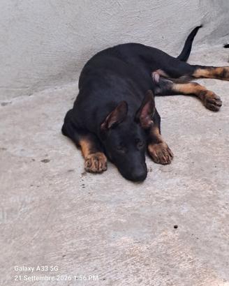Cucciolo pastore tedesco
