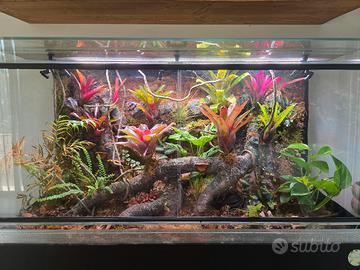 terrario rainforest Drevivarium 100x40x60h 