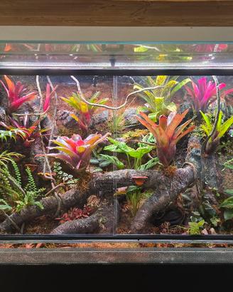 terrario rainforest Drevivarium 100x40x60h 