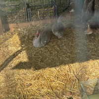 Anatre perla e Mandarine