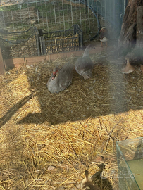 Anatre perla e Mandarine