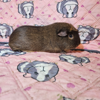 Porcellino d'india o Cavia