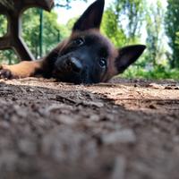 Pastore belga Malinois