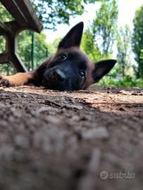 Pastore belga Malinois