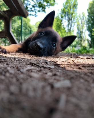 Pastore belga Malinois