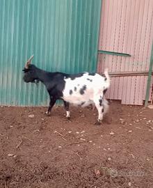 Capra tibetana con 2 piccoli