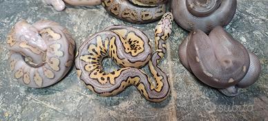 pitine reale baby vari morph