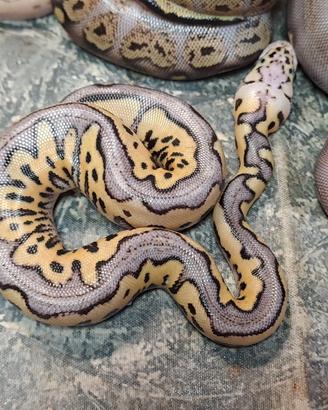 pitine reale baby vari morph