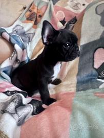 Bulldog francese