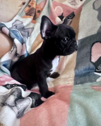 Bulldog francese