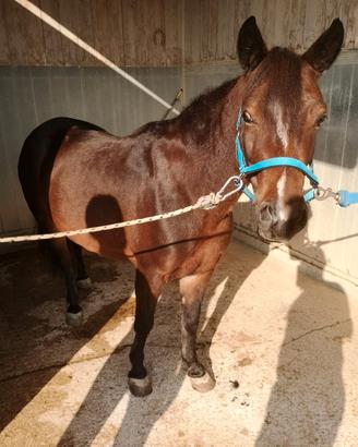 Cavalla pony