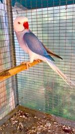 Coppia Cleartail