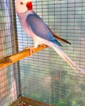 Coppia Cleartail