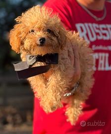 Dior Maltipoo cucciolo