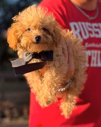Dior Maltipoo cucciolo