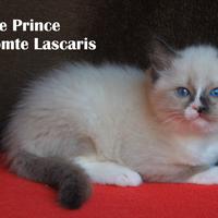 PURPLE PRINCE cucciolo razza ragdoll