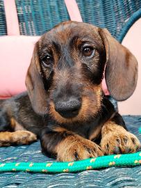 Bassotto nano pelo duro