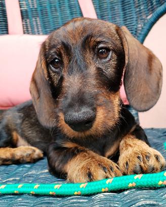 Bassotto nano pelo duro