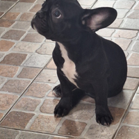 Bulldog francese