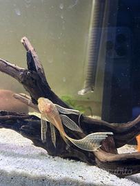 Ancistrus gold pinne a velo