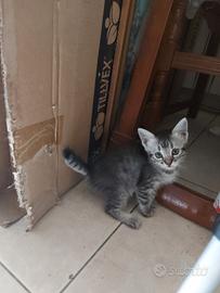 Gattini