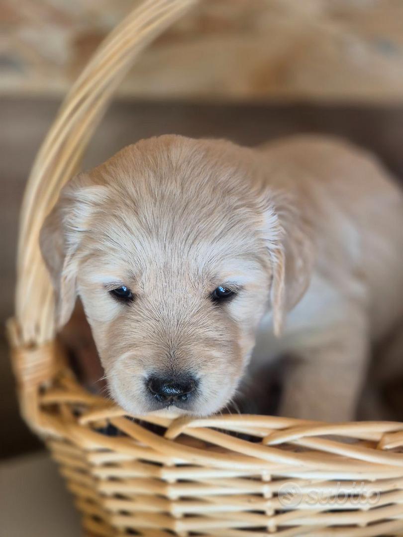 Golden Retriever razza pura - Animali In vendita a Bolzano