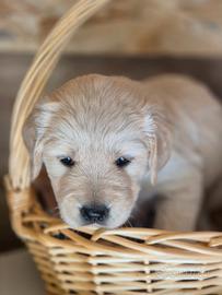 Golden Retriever razza pura