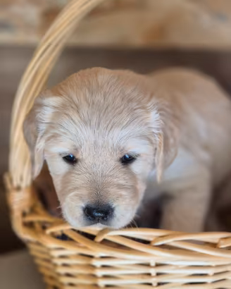 Golden Retriever razza pura
