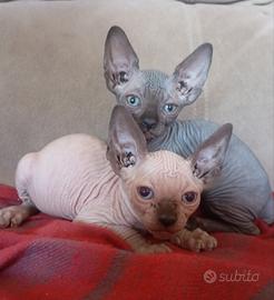 CanadiaN SphynX GattinI