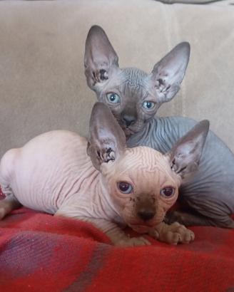 CanadiaN SphynX GattinI