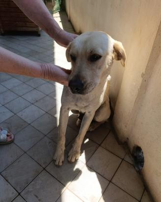 Femmina LABRADOR in adozione - Quasi 2 anni