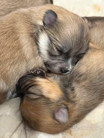 Volpino Spitz Pomerania