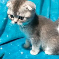 Gattina scottish fold