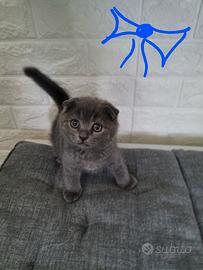 Scottish fold e Straight
