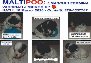 6 adorabili Cuccioli di maltipoo