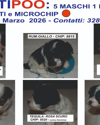 6 adorabili Cuccioli di maltipoo
