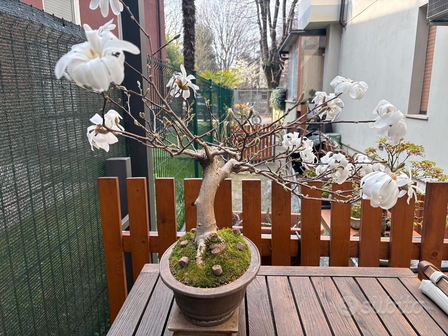 ficus bonsai yellow leaves Buy Ficus Altissima Plants Online | Garden Goods Direct