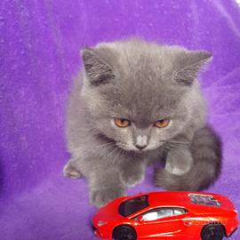 Cuccioli Scottish fold e Scottish straight