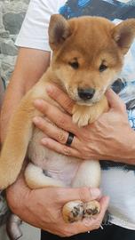 Cucciolo rosso sashige pedigree Enci