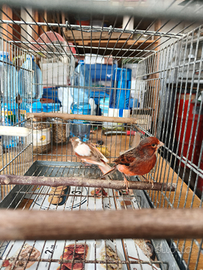 Canarini arlecchini portoghesi