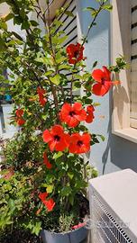 ibisco hibiscus pianta da fiori ibiscus nr 2 vasi