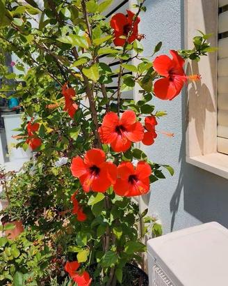 ibisco hibiscus pianta da fiori ibiscus nr 2 vasi