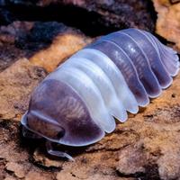 Isopodi sp. Cubaris Panda King