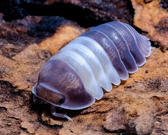 Isopodi sp. Cubaris Panda King