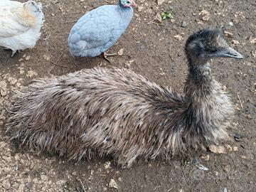Emu maschio