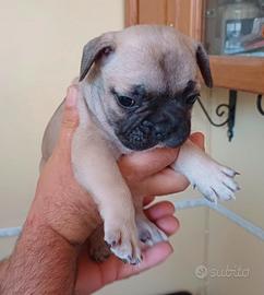 Bulldog francese